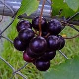 CHTING 100 semillas de uva con encanto de fruta, siembra continua a lo largo del año se puede cosechar continuamente jardín DIY decoración amada y respetada por los clientes foto / 4,99 €