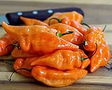 Chili Pfeffer Habanada - Pepper - Schärfe 0 - 10 Samen foto / 1,90 € (1,90 € / count)