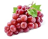 20+ Red Concord Grape Seeds - Grow Grape Vines for Wine Making, Fruit Dessert - Made in USA, Ships from Iowa. photo / $9.09