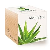 Feel Green 296244 Ecocube Aloe Vera, Nachhaltige Geschenkidee (100% Eco Friendly), Grow Your Own/Anzuchtset, Pflanzen Im Holzwürfel, Made in Austria foto / 8,59 €