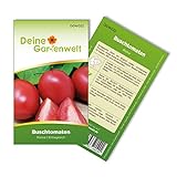 Buschtomaten Roma VF Samen - Solanum lycopersicum - Tomatensamen - Gemüsesamen - Saatgut für 20 Pflanzen foto / 1,99 € (0,10 € / stück)