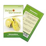 Melonenbirne Birnenmelone Pepino Samen - Solanum muricatum - Melonenbirnensamen - Obstsamen - Saatgut für 6 Pflanzen foto / 2,69 € (0,45 € / stück)