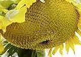 25 Seeds (NS) Sunzilla Sunflower photo / $40.00