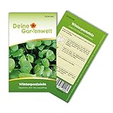 Winterpostelein Winterportulak Samen - Claytonia perfoliata - Portulaksamen - Gemüsesamen - Saatgut für 250 Pflanzen foto / 1,99 € (0,01 € / stück)