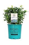 Bushel and Berry™ - Vaccinium Pink Icing (Blueberry) Edible-Shrub, , #2 - Size Container photo / $33.99