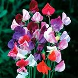 Beautiful Royal Sweet Pea Flower, 25 Heirloom Flower Seeds Per Packet, Non GMO Seeds photo / $5.99 ($0.24 / Count)