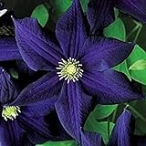 50 Dark Purple Clematis Seeds Bloom Climbing Perennial Flowers Seed Flower Vine Climbing Perennial photo / $9.99