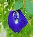 photo Butterfly Pea Vine Seeds: Rich Royal Blue, Clitoria ternatea, Bunga telang, Edible/Tea and Decorative, Butterfly Garden/Host Plant (20+ Seeds) from USA!