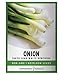 photo Green Onion Seeds for Planting - Tokyo Long White Bunching is A Great Heirloom, Non-GMO Vegetable Variety- 200 Seeds Great for Outdoor Spring, Winter and Fall Gardening by Gardeners Basics