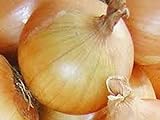 Onion, Texas Early Grano Onion Seeds, Heirloom, Non GMO 25+ Seeds, Short Day, Vidiala Type photo / $1.99