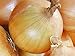 photo Onion, Texas Early Grano Onion Seeds, Heirloom, Non GMO 25+ Seeds, Short Day, Vidiala Type