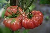 75+ Giant Belgium Tomato Seeds- Heirloom Variety photo / $3.99