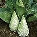 photo Caraflex Cabbage Seeds (20+ Seeds) | Non GMO | Vegetable Fruit Herb Flower Seeds for Planting | Home Garden Greenhouse Pack