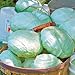 photo Park Seed Tropic Giant Hybrid Cabbage Seeds, Big Heads, Pack of 100