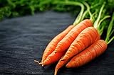 Scarlet Nantes Carrot Seeds - Non-GMO - 7 Grams, Approximately 4,750 Seeds photo / $4.99
