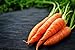 photo Scarlet Nantes Carrot Seeds - Non-GMO - 7 Grams, Approximately 4,750 Seeds