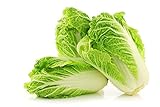 Peking Cabbage Seeds for Planting Chinees Beijing Napa Lettuce About 100 Seeds photo / $6.99