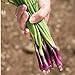 photo David's Garden Seeds Bunching Onion Deep Purple 1565 (White) 200 Non-GMO, Open Pollinated Seeds