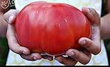 200 semillas de tomate grande gigante de tomate carne híbrido semillas Semillas NO-OGM vegetales para la plantación de jardín de casa foto / 5,99 €