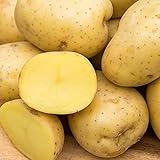 Yukon Gold Seed Potato - Best Early Eating Potato on The Market - Includes one 2-lb Bag - Can't Ship to States of ID, ME, MT, or NE photo / $16.99 ($1.70 / Count)
