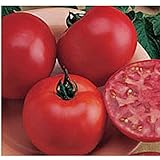 Burpee Big Boy Tomato Seeds (20+ Seeds) | Non GMO | Vegetable Fruit Herb Flower Seeds for Planting | Home Garden Greenhouse Pack photo / $4.69 ($0.23 / Count)