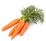 500 Scarlet Nantes Carrot Seeds for Planting - Heirloom Non-GMO USA Grown Vegetable Seeds for Planting by RDR Seeds photo / $5.79