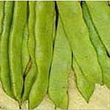 Romano Pole Beans Seeds (20+ Seeds) | Non GMO | Vegetable Fruit Herb Flower Seeds for Planting | Home Garden Greenhouse Pack photo / $5.69 ($0.28 / Count)