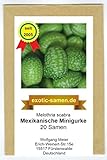 Mexikanische Minigurke - Melothria scabra - sehr ertragreich - 20 Samen foto / 2,65 €