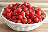 Chili/Paprika Sweety Drops Rot - Pepper - sehr ertragreich - 10 Samen foto / 1,70 € (1,70 € / count)