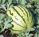 Dixie Queen Watermelon Seeds, (Isla's Garden Seeds), 50 Heirloom Seeds Per Packet, Non GMO Seeds, Botanical Name: Citrullus lanatus photo / $5.99 ($0.12 / Count)