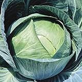 Stonehead Cabbage Seeds (20+ Seeds) | Non GMO | Vegetable Fruit Herb Flower Seeds for Planting | Home Garden Greenhouse Pack photo / $3.69 ($0.18 / Count)