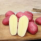 Benoon Kartoffel-Samen, 100 Stück/Beutel, Pflanzensamen, nicht-GVO, seltene rote Haut, Kartoffelsamen für Bauernhof, Kartoffelsamen foto / 10,40 €