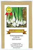 Frühlingszwiebel - Frühernte (300 Samen) foto / 1,80 €