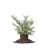Perfect Plants Tifblue Blueberry Live Plant, 1 Gallon, Includes Care Guide photo / $26.86