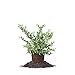 photo Perfect Plants Tifblue Blueberry Live Plant, 1 Gallon, Includes Care Guide
