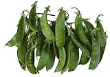 Oregon Giant Snow Pea Seeds- 50 Count Seed Pack - Non-GMO - Finest Tasting, Most Vigorous Snow peas. Use Them for Colorful Tasty stir-Fry Recipes or eat raw. - Country Creek LLC photo / $2.25
