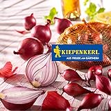 Kiepenkerl Steckzwiebel 'Rote Piroska' | dunkelrot | 250 gr Packung foto / 2,48 € (9,92 € / KG)
