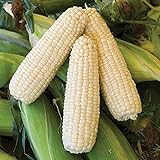 50 piezas de semillas de maíz blanco vegetales naturales raros tolerantes a la sequía para plantar al aire libre fácil germinación crecimiento rápido, jardineros novatos adecuados foto / 4,99 €