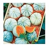 David's Garden Seeds Fruit Melon Savor (Orange) 25 Non-GMO, Hybrid Seeds photo / $3.45