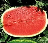 Melone - Wassermelone Calsweet - Gewicht: 10-15kg - 10 Samen foto / 1,80 €
