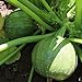 foto Samen für ca. 10 Pflanzen Tondo Chiara di Nizza Zucchini - runde Früchte, vielseitig verwendbar
