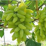 KINGDUO 50 Pc/Paquete Dedo Semilla De La UVA Fruta Deliciosa En Macetas Uvas Plantan Semillas para El Hogar Y Jardín-Verde foto / 9,49 €