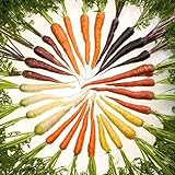 ZHOUBA Samen zum Pflanzen, 600 Stück köstliche Karottensamen nicht GVO Frische gemischte Gemüsesamen und leckere landwirtschaftliche Lieferungen für den Balkonhof Mehrfarbig foto / 3,39 €