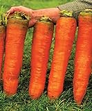 NIKA SEEDS - Vegetable Carrot Red Giant - 1000 Seeds photo / $8.95