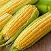 photo Corn, Golden Bantam Yellow Corn, Heirloom, Non-GMO,50 Seeds, Delicious and Sweet Veggie