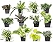 photo Easy to Grow Houseplants (12 Pack) Live House Plants in Plant Containers, Growers Choice Plant Set in Planters with Potting Soil Mix, Home Décor Planting Kit or Outdoor Garden Gifts by Plants for Pets