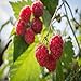 photo Killarney Raspberry - 1 Red Raspberry Plant - Everbearing - Organic Grown