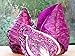 photo Seeds Cabbage Red Kalibos Vegetable Heirloom for Planting Non GMO