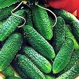 CEMEHA SEEDS - Cucumber Parisian Gherkin Open-Pollinated Pickling Non GMO Vegetable for Planting photo / $6.95 ($0.17 / Count)