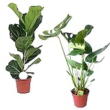Zimmerpflanze 2er Pflanzen-Set Geigenfeige und Fensterblatt | Ficus Lyrata + Monstera Deliciosa  | Lieferhöhe: 60 cm und 80 cm | 2 Stück Topf Ø 17cm foto / 39,99 €